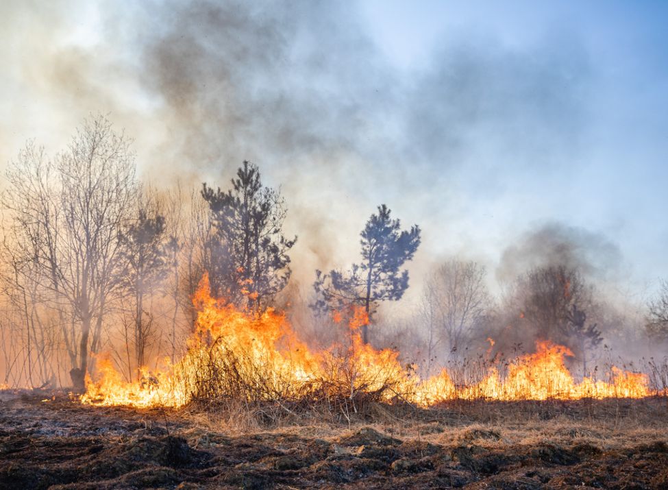 Zu sehen ist Feldbrand und Waldbrand nach langer Trockenheit. (c) Rico Löb; Adobe Stock